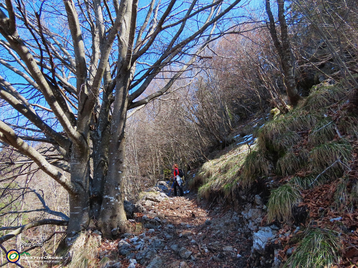 28 Famiglia di alti faggi.JPG